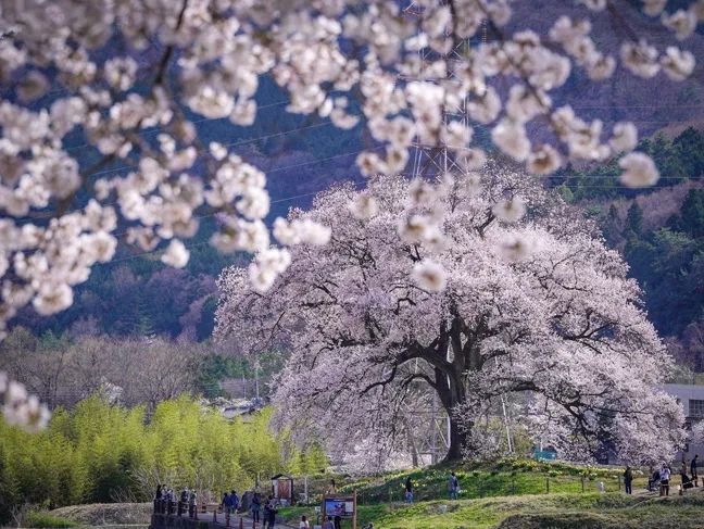 梦幻联动!樱花×富士山的绝美瞬间 梦幻联动!樱花×富士山的绝美瞬间