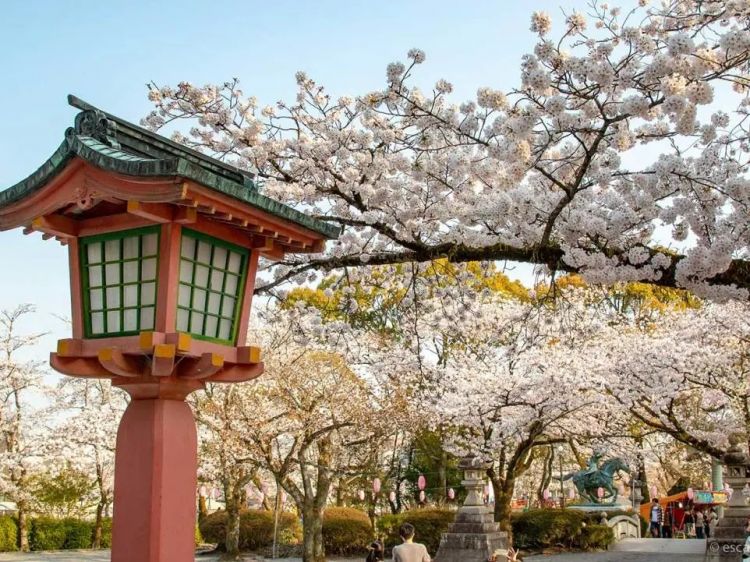 梦幻联动!樱花×富士山的绝美瞬间 梦幻联动!樱花×富士山的绝美瞬间