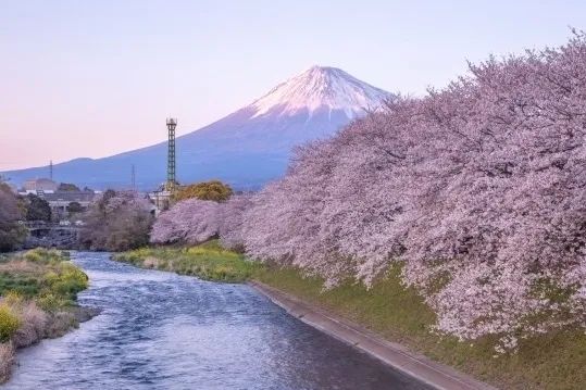 梦幻联动!樱花×富士山的绝美瞬间 梦幻联动!樱花×富士山的绝美瞬间