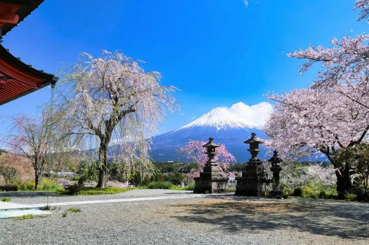梦幻联动!樱花×富士山的绝美瞬间 梦幻联动!樱花×富士山的绝美瞬间