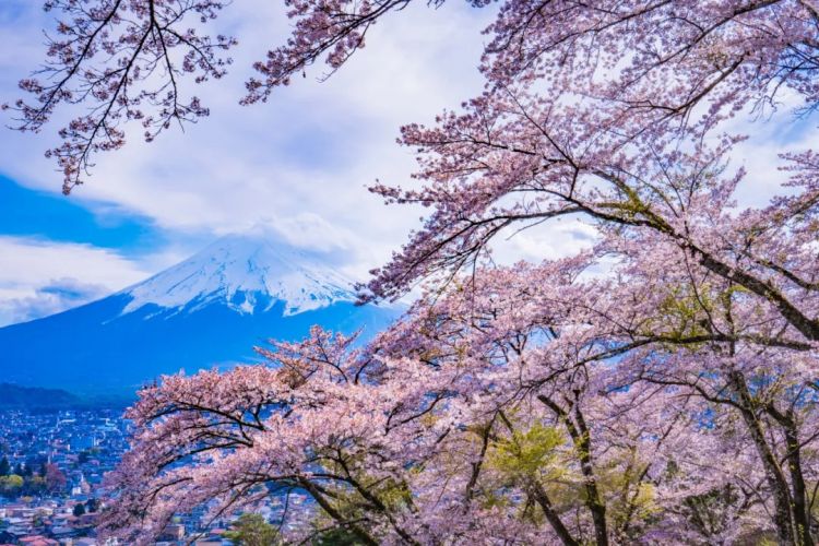 梦幻联动!樱花×富士山的绝美瞬间 梦幻联动!樱花×富士山的绝美瞬间