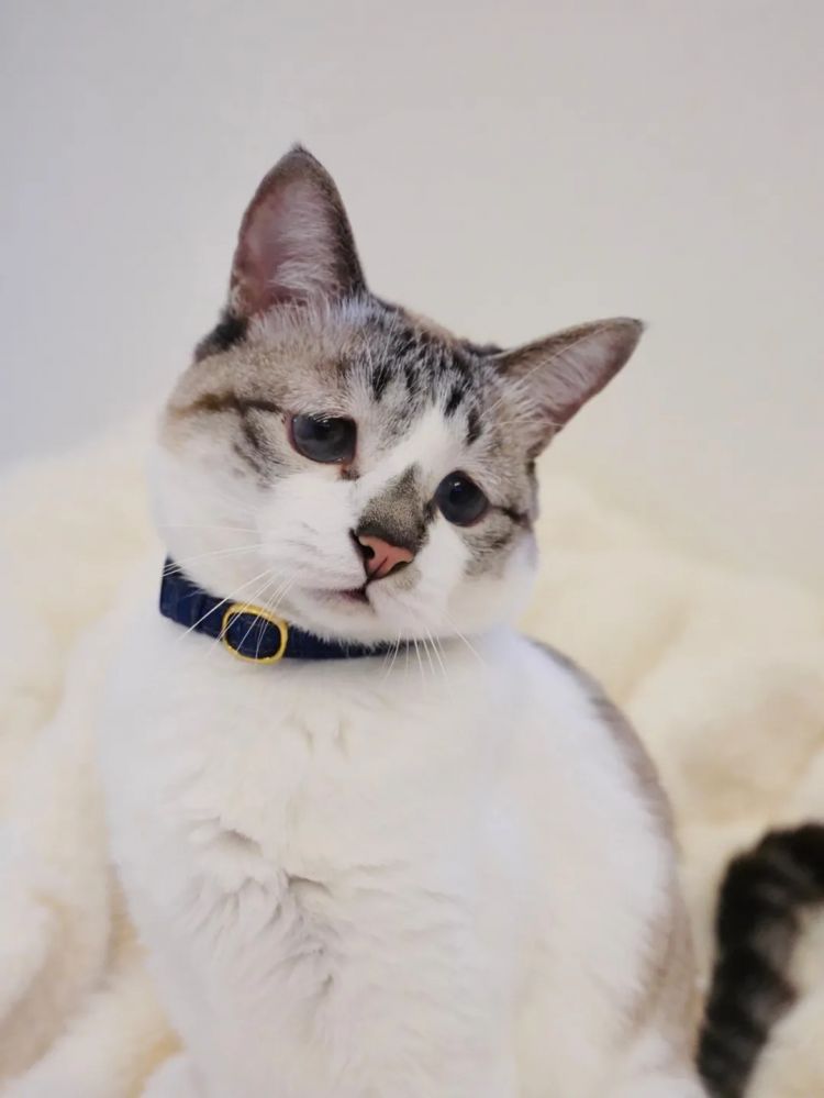 第228期:日本假警察肆虐 狂卷百亿日元;石原里美孕期出席日本奥斯卡;世博开幕在即门票滞销场馆烂尾?| 百通板 第228期:日本假警察肆虐 狂卷百亿日元;石原里美孕期出席日本奥斯卡;世博开幕在即门票滞销场馆烂尾?| 百通板