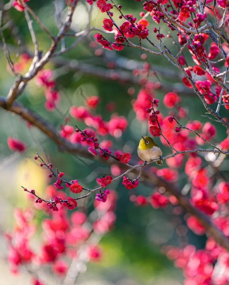 第228期:日本假警察肆虐 狂卷百亿日元;石原里美孕期出席日本奥斯卡;世博开幕在即门票滞销场馆烂尾?| 百通板 第228期:日本假警察肆虐 狂卷百亿日元;石原里美孕期出席日本奥斯卡;世博开幕在即门票滞销场馆烂尾?| 百通板