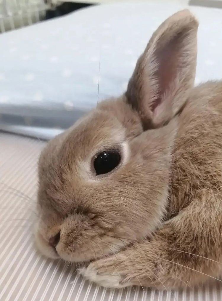 第228期:日本假警察肆虐 狂卷百亿日元;石原里美孕期出席日本奥斯卡;世博开幕在即门票滞销场馆烂尾?| 百通板 第228期:日本假警察肆虐 狂卷百亿日元;石原里美孕期出席日本奥斯卡;世博开幕在即门票滞销场馆烂尾?| 百通板