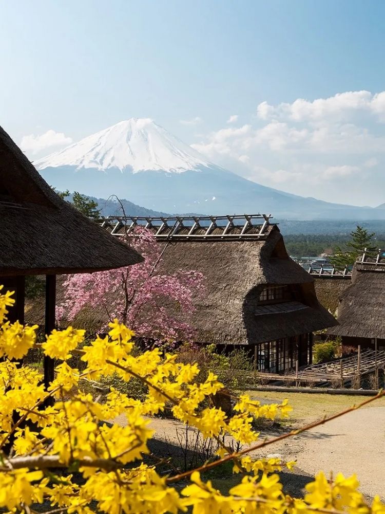 梦幻联动!樱花×富士山的绝美瞬间 梦幻联动!樱花×富士山的绝美瞬间