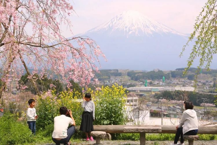 梦幻联动!樱花×富士山的绝美瞬间 梦幻联动!樱花×富士山的绝美瞬间