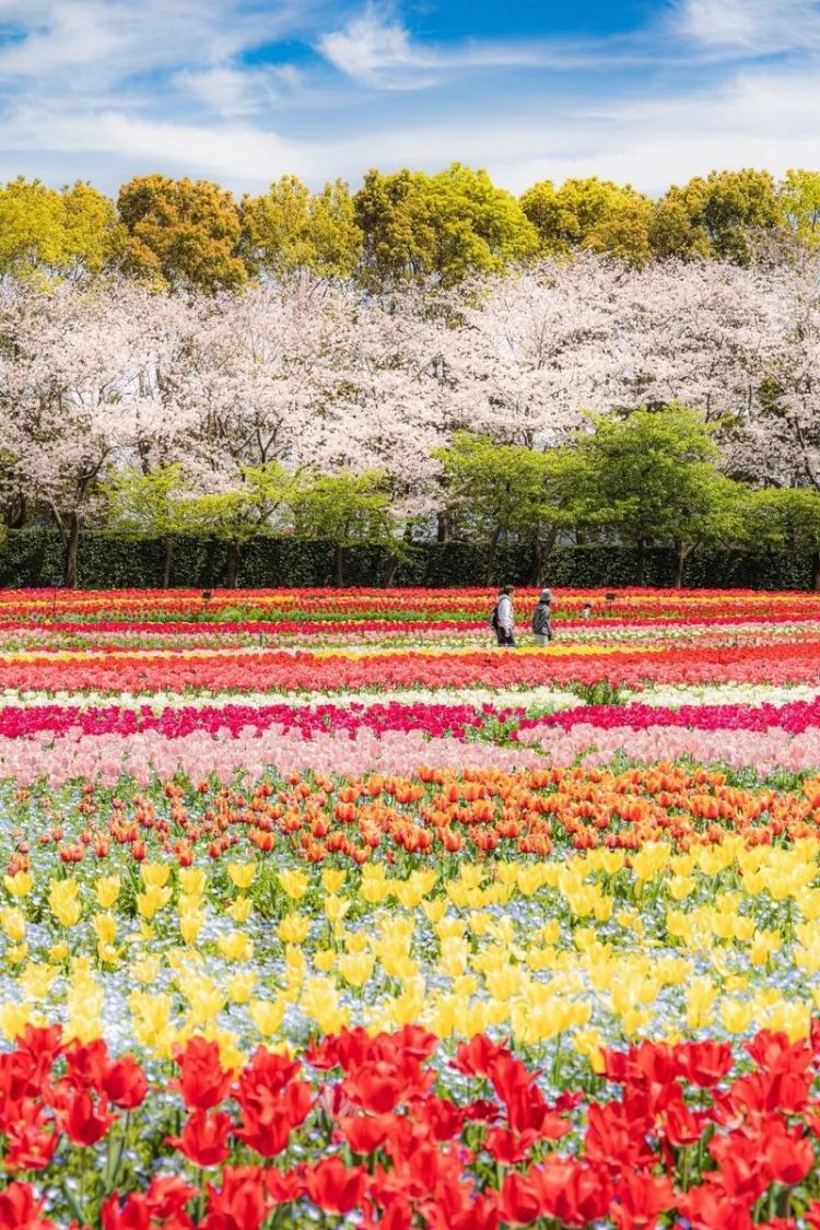 第228期:日本假警察肆虐 狂卷百亿日元;石原里美孕期出席日本奥斯卡;世博开幕在即门票滞销场馆烂尾?| 百通板 第228期:日本假警察肆虐 狂卷百亿日元;石原里美孕期出席日本奥斯卡;世博开幕在即门票滞销场馆烂尾?| 百通板