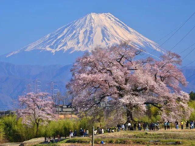 梦幻联动!樱花×富士山的绝美瞬间 梦幻联动!樱花×富士山的绝美瞬间