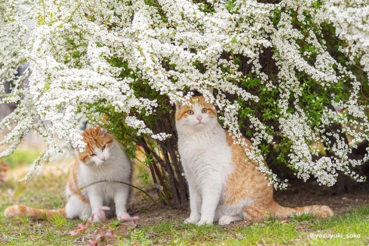 第228期:日本假警察肆虐 狂卷百亿日元;石原里美孕期出席日本奥斯卡;世博开幕在即门票滞销场馆烂尾?| 百通板 第228期:日本假警察肆虐 狂卷百亿日元;石原里美孕期出席日本奥斯卡;世博开幕在即门票滞销场馆烂尾?| 百通板