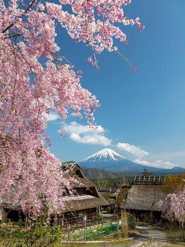 梦幻联动!樱花×富士山的绝美瞬间 梦幻联动!樱花×富士山的绝美瞬间