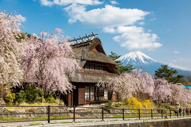 梦幻联动!樱花×富士山的绝美瞬间 梦幻联动!樱花×富士山的绝美瞬间