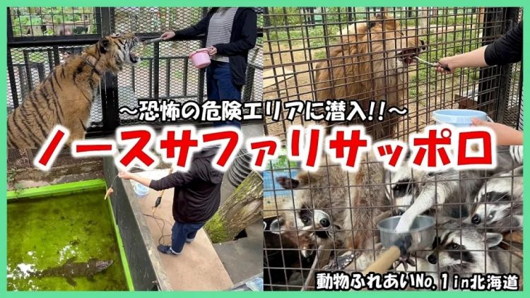 北海道网红动物园,爆火20年才被发现压根不合法!? 北海道网红动物园,爆火20年才被发现压根不合法!?