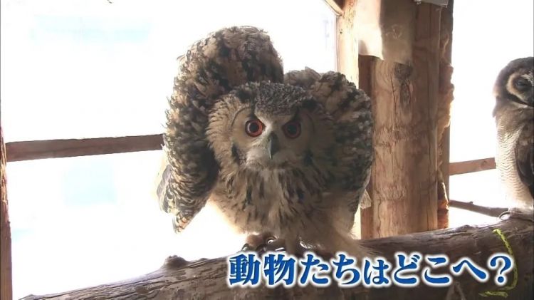 北海道网红动物园,爆火20年才被发现压根不合法!? 北海道网红动物园,爆火20年才被发现压根不合法!?