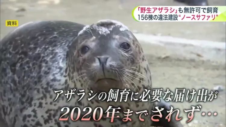 北海道网红动物园,爆火20年才被发现压根不合法!? 北海道网红动物园,爆火20年才被发现压根不合法!?