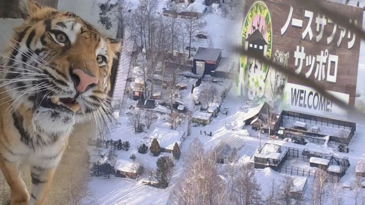 北海道网红动物园,爆火20年才被发现压根不合法!? 北海道网红动物园,爆火20年才被发现压根不合法!?