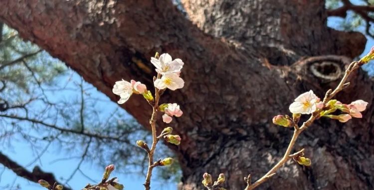 第229期:吉伊卡哇将停播;桥本环奈晨间收视垫底收官;广濑铃和山崎贤人被曝分手;又一邪教遭曝光?| 百通板 第229期:吉伊卡哇将停播;桥本环奈晨间收视垫底收官;广濑铃和山崎贤人被曝分手;又一邪教遭曝光?| 百通板