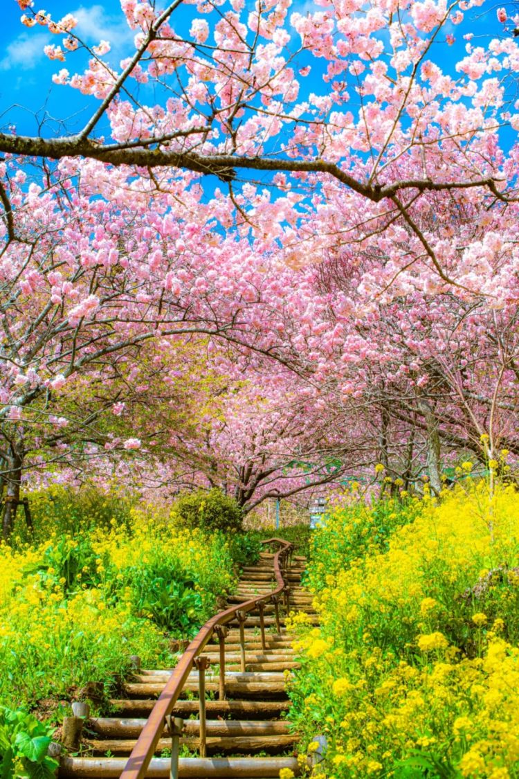 第229期:吉伊卡哇将停播;桥本环奈晨间收视垫底收官;广濑铃和山崎贤人被曝分手;又一邪教遭曝光?| 百通板 第229期:吉伊卡哇将停播;桥本环奈晨间收视垫底收官;广濑铃和山崎贤人被曝分手;又一邪教遭曝光?| 百通板