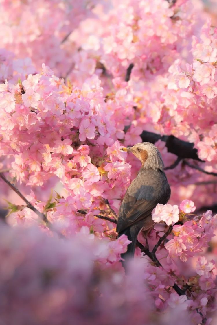 第229期:吉伊卡哇将停播;桥本环奈晨间收视垫底收官;广濑铃和山崎贤人被曝分手;又一邪教遭曝光?| 百通板 第229期:吉伊卡哇将停播;桥本环奈晨间收视垫底收官;广濑铃和山崎贤人被曝分手;又一邪教遭曝光?| 百通板