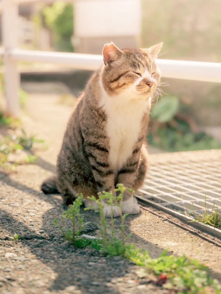 第229期:吉伊卡哇将停播;桥本环奈晨间收视垫底收官;广濑铃和山崎贤人被曝分手;又一邪教遭曝光?| 百通板 第229期:吉伊卡哇将停播;桥本环奈晨间收视垫底收官;广濑铃和山崎贤人被曝分手;又一邪教遭曝光?| 百通板