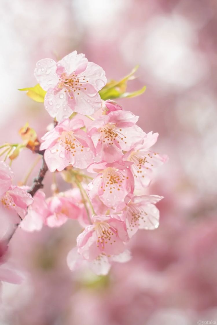 第229期:吉伊卡哇将停播;桥本环奈晨间收视垫底收官;广濑铃和山崎贤人被曝分手;又一邪教遭曝光?| 百通板 第229期:吉伊卡哇将停播;桥本环奈晨间收视垫底收官;广濑铃和山崎贤人被曝分手;又一邪教遭曝光?| 百通板