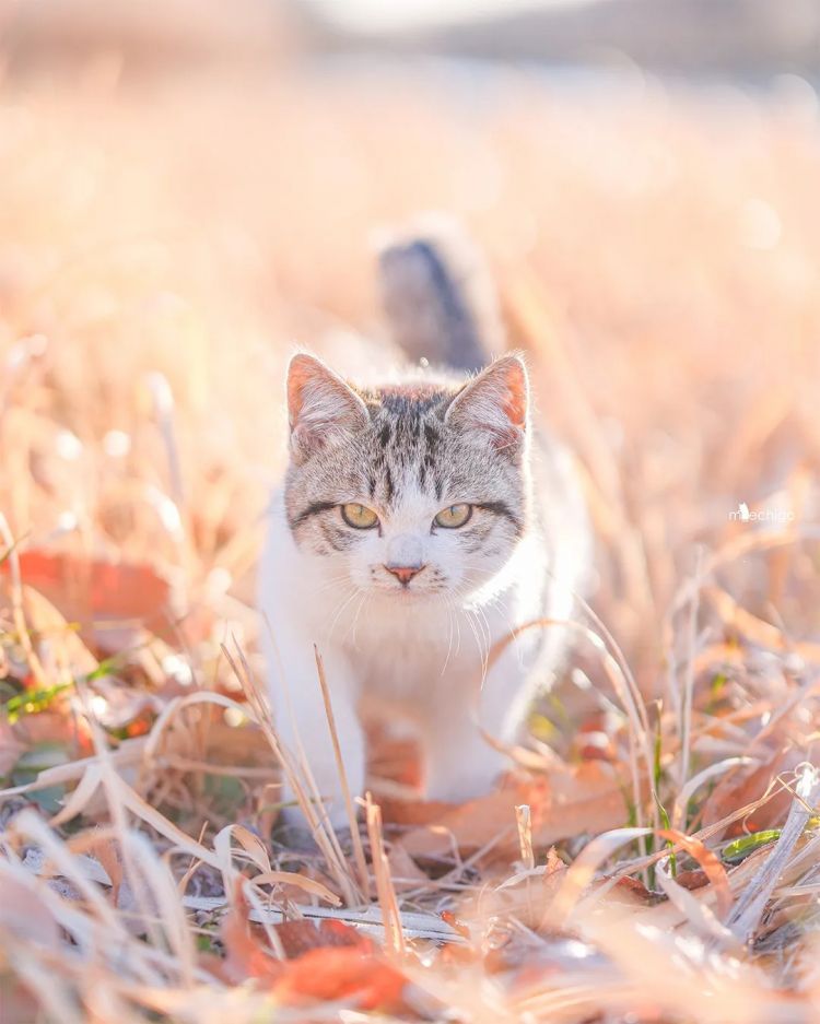 第229期:吉伊卡哇将停播;桥本环奈晨间收视垫底收官;广濑铃和山崎贤人被曝分手;又一邪教遭曝光?| 百通板 第229期:吉伊卡哇将停播;桥本环奈晨间收视垫底收官;广濑铃和山崎贤人被曝分手;又一邪教遭曝光?| 百通板