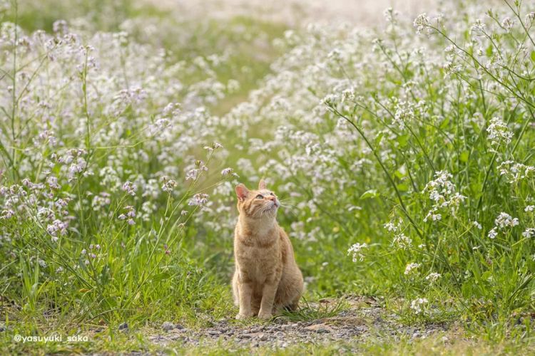 第229期:吉伊卡哇将停播;桥本环奈晨间收视垫底收官;广濑铃和山崎贤人被曝分手;又一邪教遭曝光?| 百通板 第229期:吉伊卡哇将停播;桥本环奈晨间收视垫底收官;广濑铃和山崎贤人被曝分手;又一邪教遭曝光?| 百通板