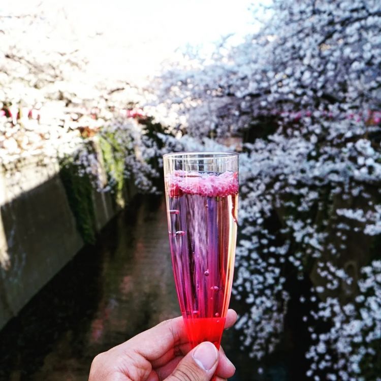 第一批中国“樱花难民”正在日本骂街 第一批中国“樱花难民”正在日本骂街