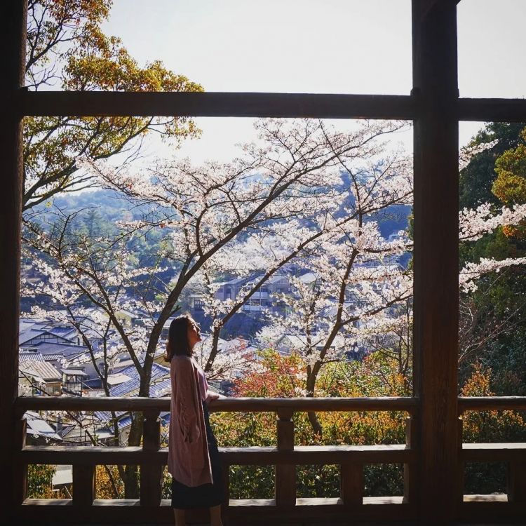 第一批中国“樱花难民”正在日本骂街 第一批中国“樱花难民”正在日本骂街