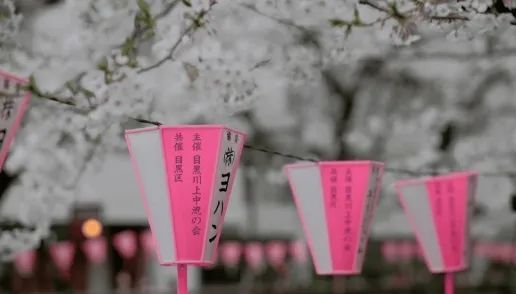 第一批中国“樱花难民”正在日本骂街 第一批中国“樱花难民”正在日本骂街