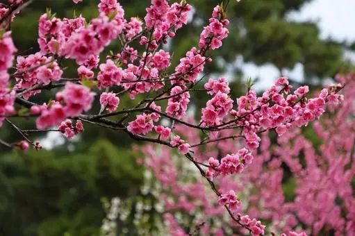 第一批中国“樱花难民”正在日本骂街 第一批中国“樱花难民”正在日本骂街