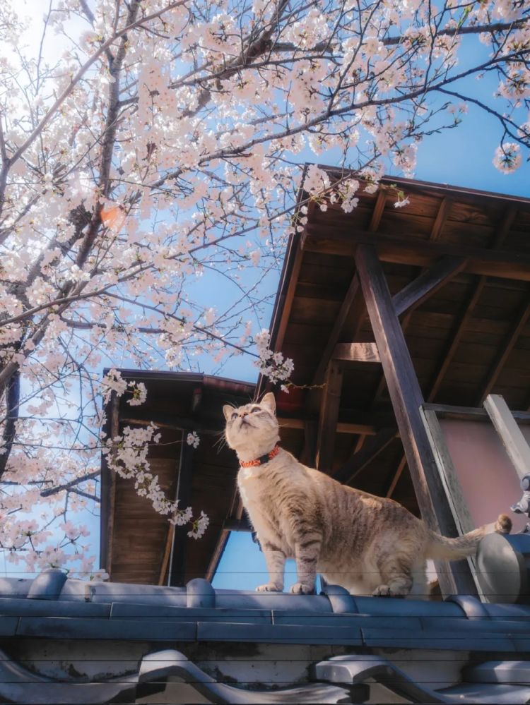 第230期:搞笑艺人节目公然骚扰知名女星?月曜翻车!承认恶剪中国女性采访;美国25%关税重创日系车企? | 百通板 第230期:搞笑艺人节目公然骚扰知名女星?月曜翻车!承认恶剪中国女性采访;美国25%关税重创日系车企? | 百通板