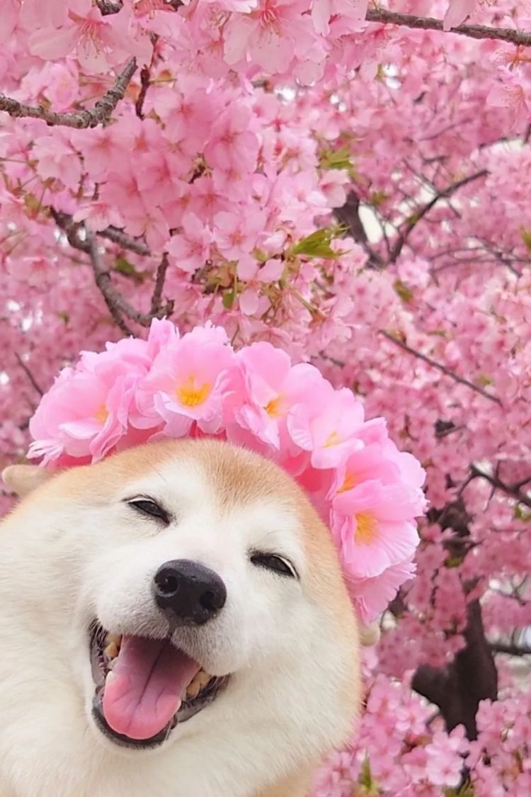 第230期:搞笑艺人节目公然骚扰知名女星?月曜翻车!承认恶剪中国女性采访;美国25%关税重创日系车企? | 百通板 第230期:搞笑艺人节目公然骚扰知名女星?月曜翻车!承认恶剪中国女性采访;美国25%关税重创日系车企? | 百通板