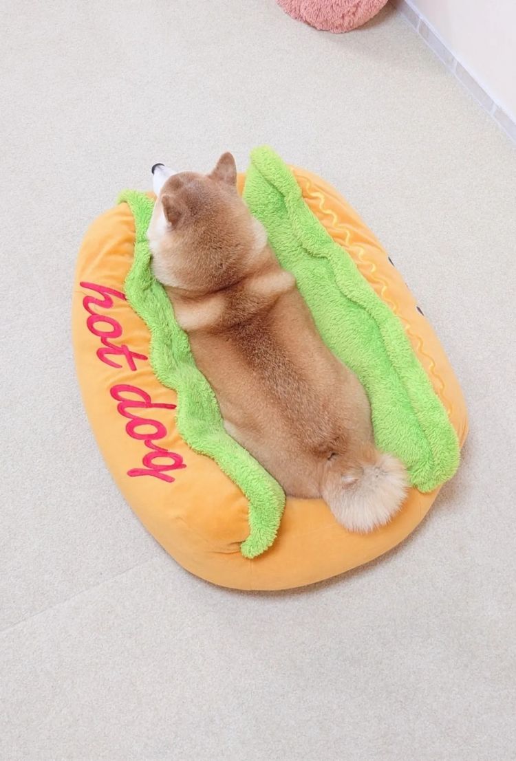 第230期:搞笑艺人节目公然骚扰知名女星?月曜翻车!承认恶剪中国女性采访;美国25%关税重创日系车企? | 百通板 第230期:搞笑艺人节目公然骚扰知名女星?月曜翻车!承认恶剪中国女性采访;美国25%关税重创日系车企? | 百通板