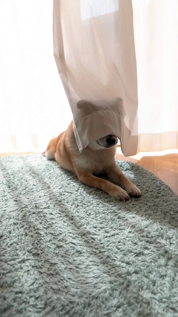 第230期:搞笑艺人节目公然骚扰知名女星?月曜翻车!承认恶剪中国女性采访;美国25%关税重创日系车企? | 百通板 第230期:搞笑艺人节目公然骚扰知名女星?月曜翻车!承认恶剪中国女性采访;美国25%关税重创日系车企? | 百通板