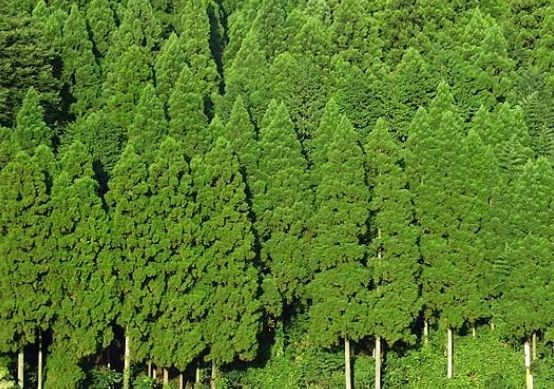 浪漫樱花背后的日本“国民病” 浪漫樱花背后的日本“国民病”