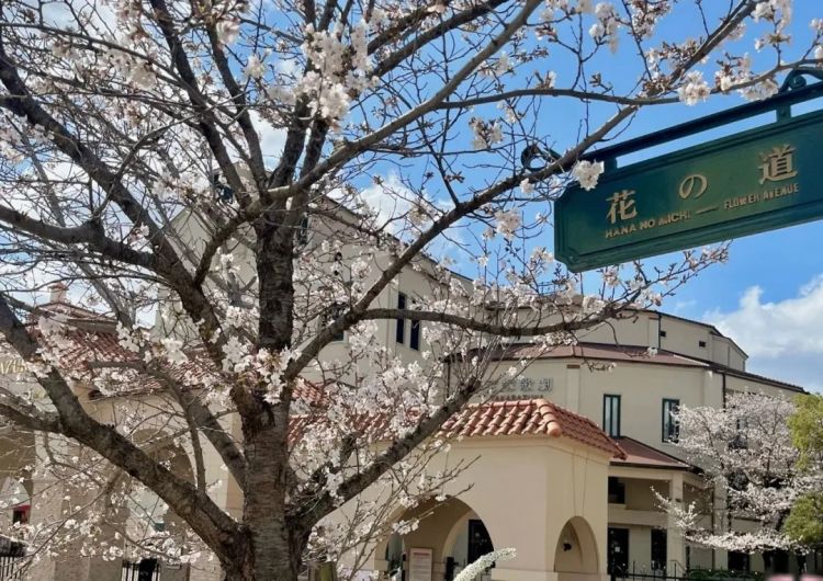 浪漫樱花背后的日本“国民病” 浪漫樱花背后的日本“国民病”