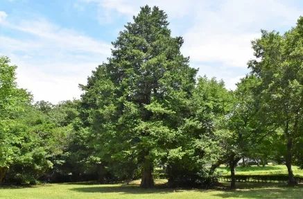 浪漫樱花背后的日本“国民病” 浪漫樱花背后的日本“国民病”