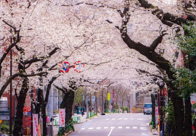 浪漫樱花背后的日本“国民病” 浪漫樱花背后的日本“国民病”