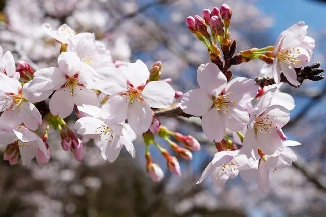 浪漫樱花背后的日本“国民病” 浪漫樱花背后的日本“国民病”