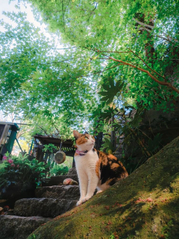 第233期：永野芽郁与田中圭不伦脚踏两条船？日本多地爆发杀人恶性事件？大阪世博保安向游客下跪？ | 百通板