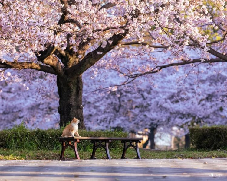 第233期：永野芽郁与田中圭不伦脚踏两条船？日本多地爆发杀人恶性事件？大阪世博保安向游客下跪？ | 百通板