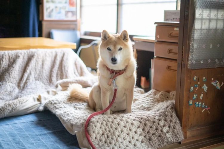 第233期：永野芽郁与田中圭不伦脚踏两条船？日本多地爆发杀人恶性事件？大阪世博保安向游客下跪？ | 百通板