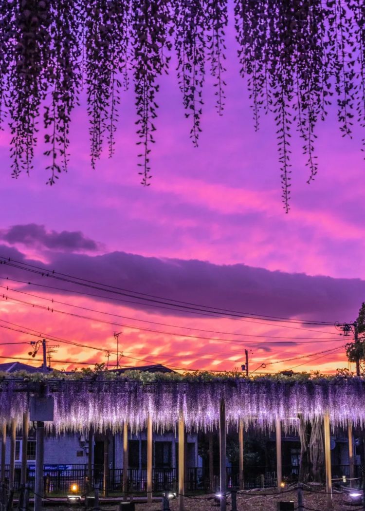 第233期：永野芽郁与田中圭不伦脚踏两条船？日本多地爆发杀人恶性事件？大阪世博保安向游客下跪？ | 百通板