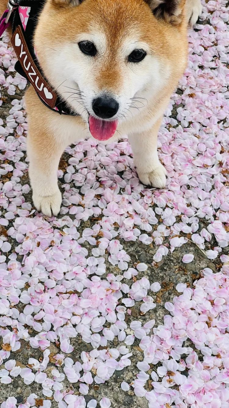 第233期：永野芽郁与田中圭不伦脚踏两条船？日本多地爆发杀人恶性事件？大阪世博保安向游客下跪？ | 百通板