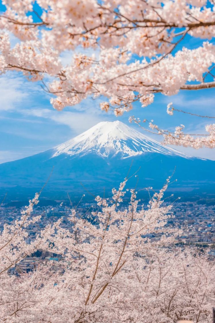 第233期：永野芽郁与田中圭不伦脚踏两条船？日本多地爆发杀人恶性事件？大阪世博保安向游客下跪？ | 百通板