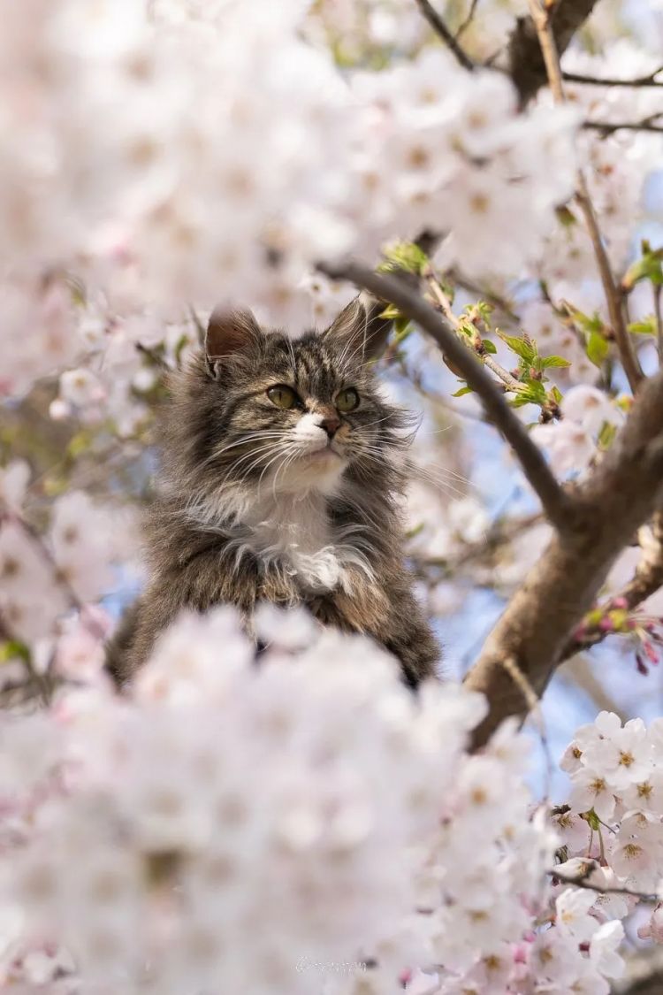 第233期：永野芽郁与田中圭不伦脚踏两条船？日本多地爆发杀人恶性事件？大阪世博保安向游客下跪？ | 百通板