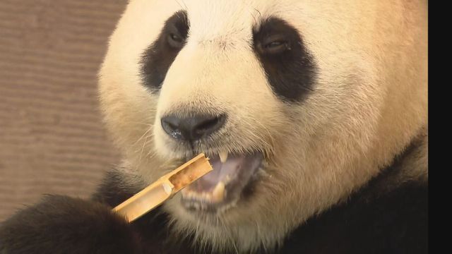 和歌山冒险世界4只大熊猫将返华 园方拟办欢送活动 和歌山冒险世界4只大熊猫将返华 园方拟办欢送活动