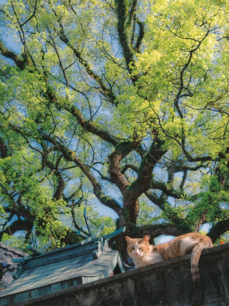 第233期：永野芽郁与田中圭不伦脚踏两条船？日本多地爆发杀人恶性事件？大阪世博保安向游客下跪？ | 百通板