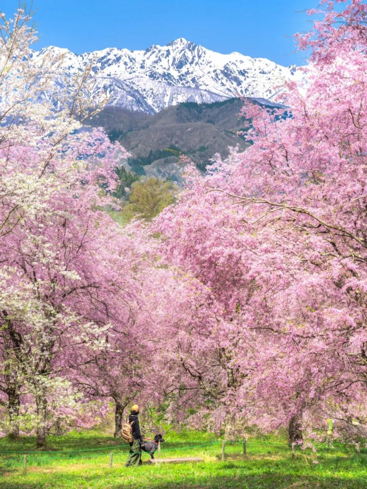 第233期：永野芽郁与田中圭不伦脚踏两条船？日本多地爆发杀人恶性事件？大阪世博保安向游客下跪？ | 百通板