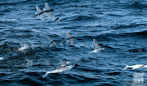 我在日本吃了碗“国产挂面”，日本人管这叫乌冬面？